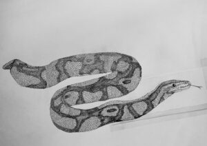 A detailed pencil illustration of a snake with intricate scale patterns, shown in a flowing, curved pose on a light background.
