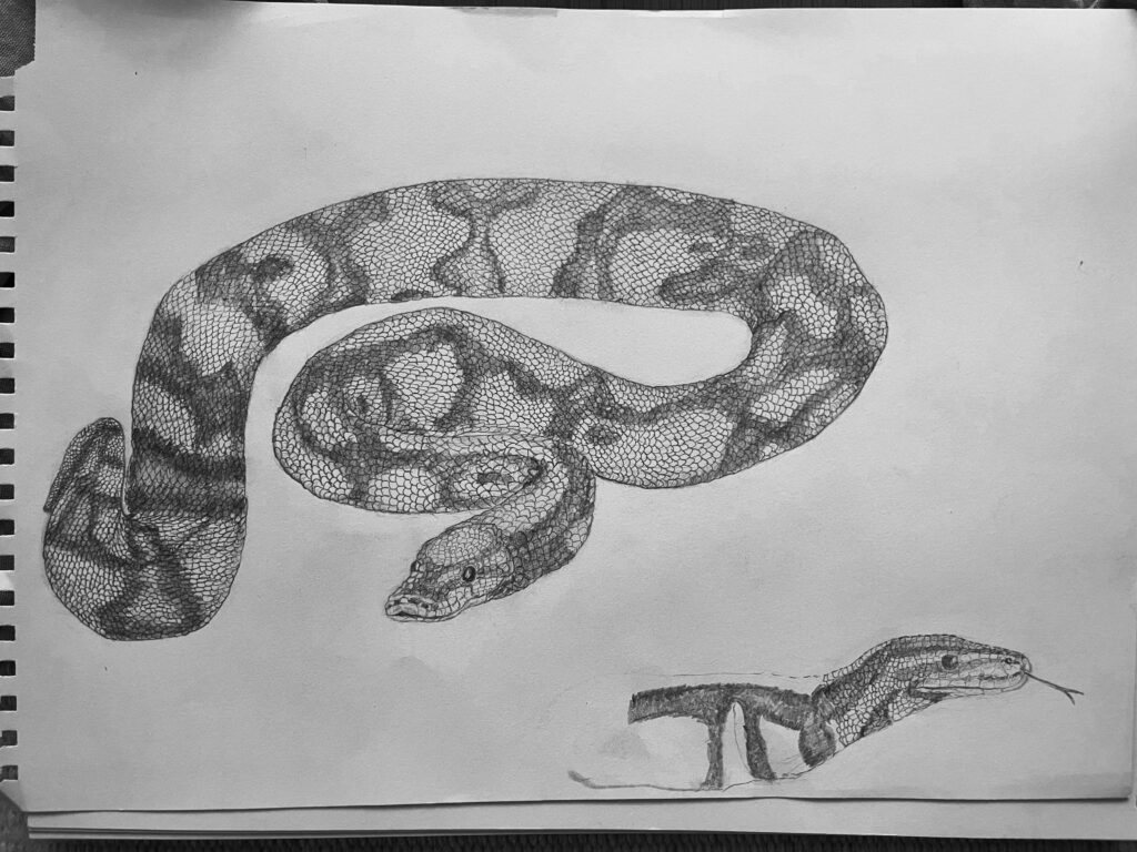 A detailed pencil illustration of a snake with intricate scale patterns, shown in a flowing, curved pose on a light background.